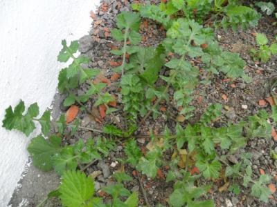 [Foto de planta, jardin, jardineria]