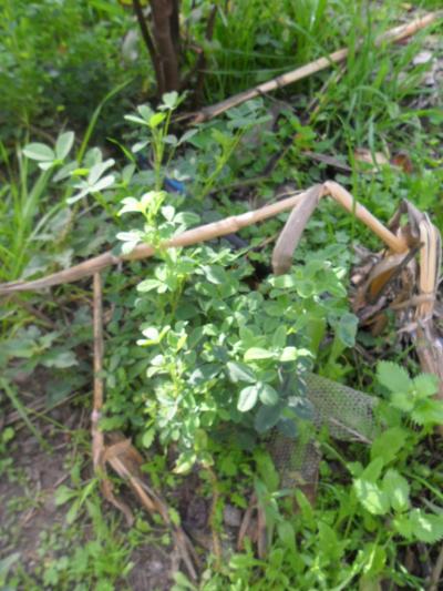 [Foto de planta, jardin, jardineria]