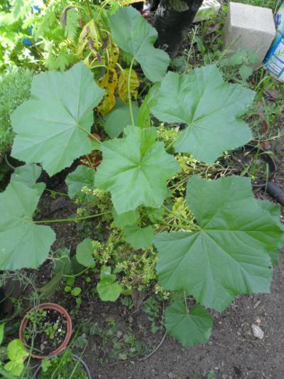 [Foto de planta, jardin, jardineria]