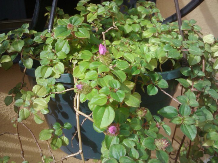 [Foto de planta, jardin, jardineria]