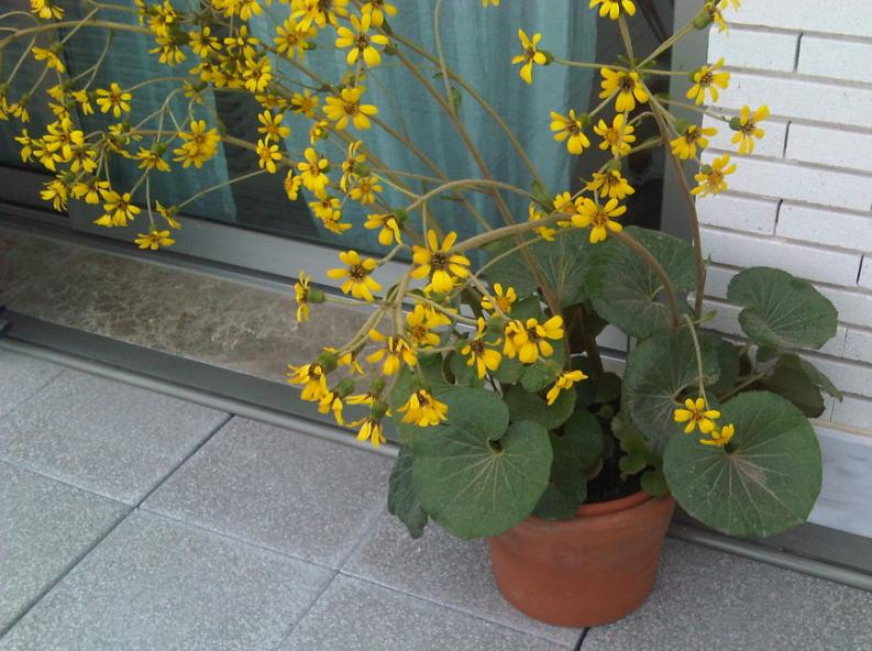 [Foto de planta, jardin, jardineria]