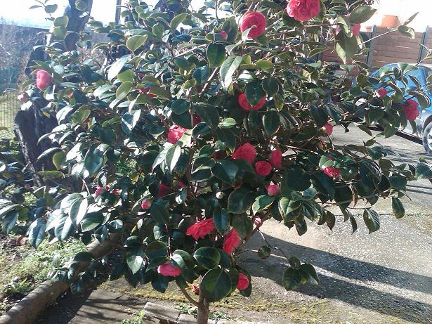 [Foto de planta, jardin, jardineria]