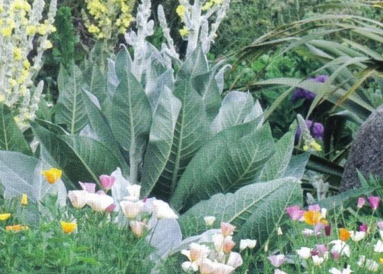 [Foto de planta, jardin, jardineria]