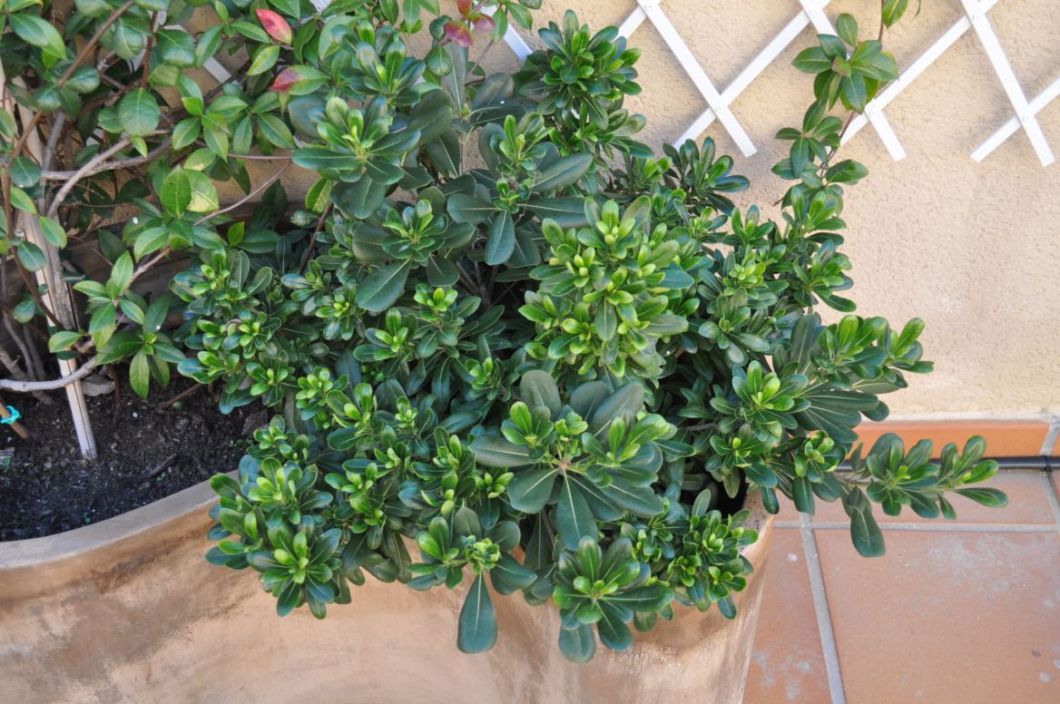 [Foto de planta, jardin, jardineria]
