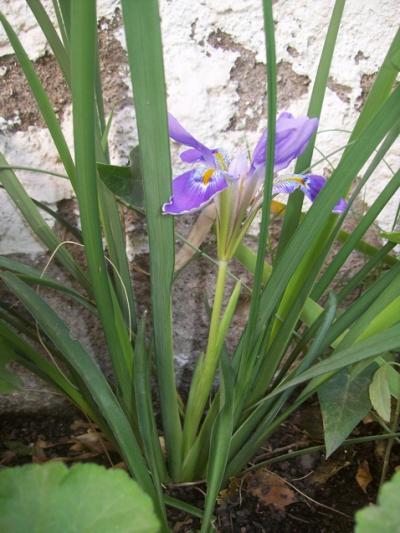 [Foto de planta, jardin, jardineria]