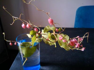 [Foto de planta, jardin, jardineria]