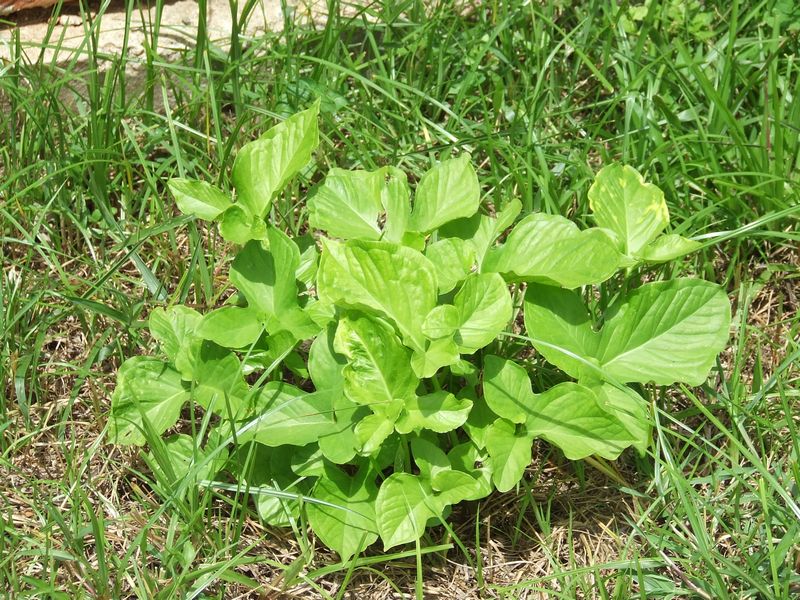 [Foto de planta, jardin, jardineria]