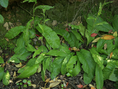 [Foto de planta, jardin, jardineria]