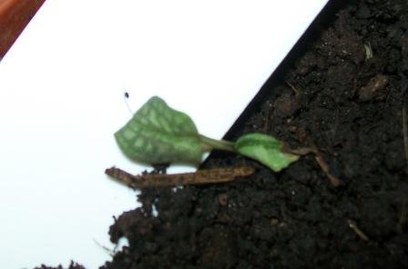 [Foto de planta, jardin, jardineria]