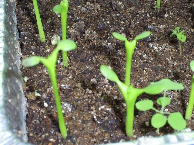 [Foto de planta, jardin, jardineria]