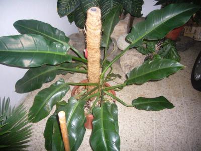 [Foto de planta, jardin, jardineria]