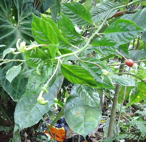 [Foto de planta, jardin, jardineria]