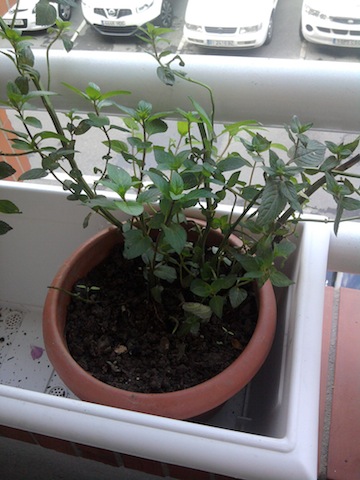 [Foto de planta, jardin, jardineria]