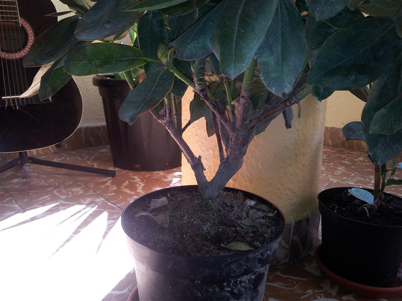 [Foto de planta, jardin, jardineria]