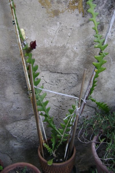 [Foto de planta, jardin, jardineria]