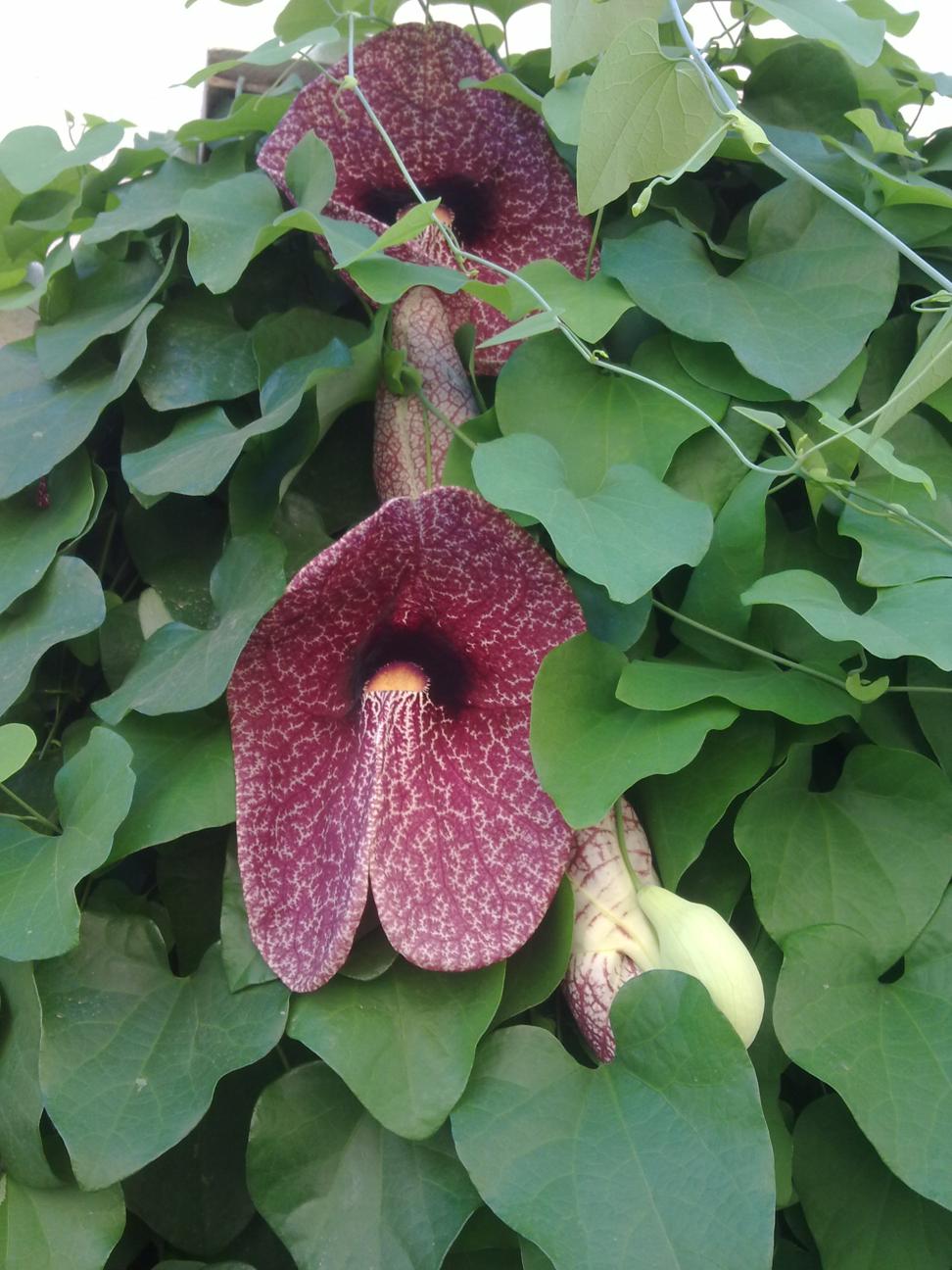 [Foto de planta, jardin, jardineria]