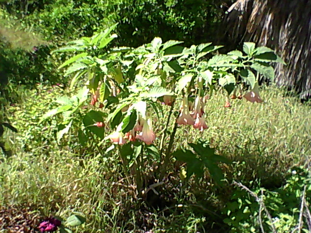 [Foto de planta, jardin, jardineria]