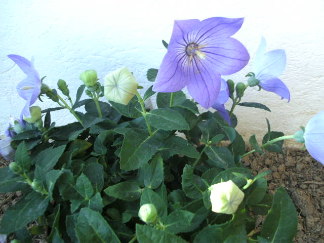 [Foto de planta, jardin, jardineria]