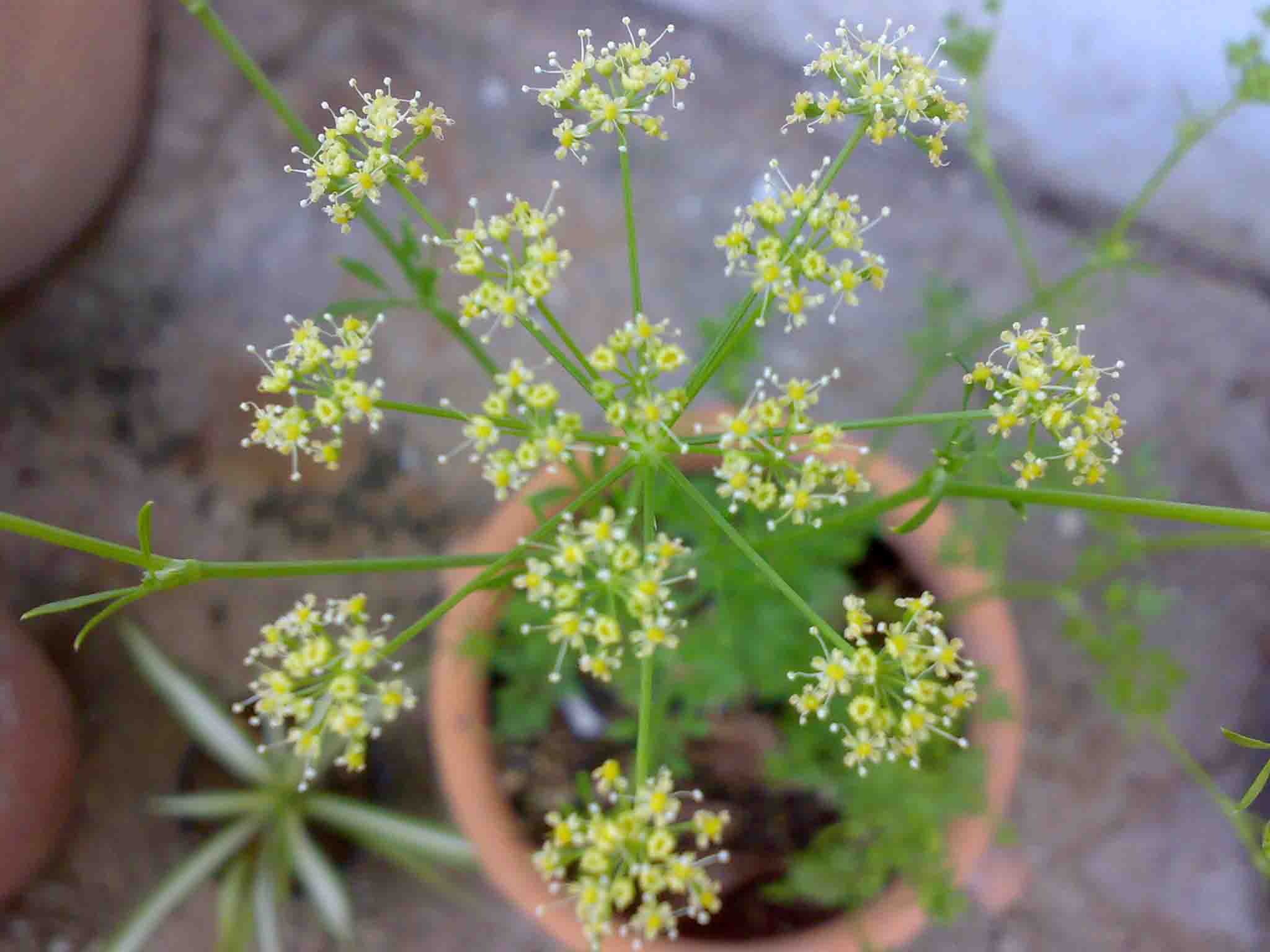 [Foto de planta, jardin, jardineria]