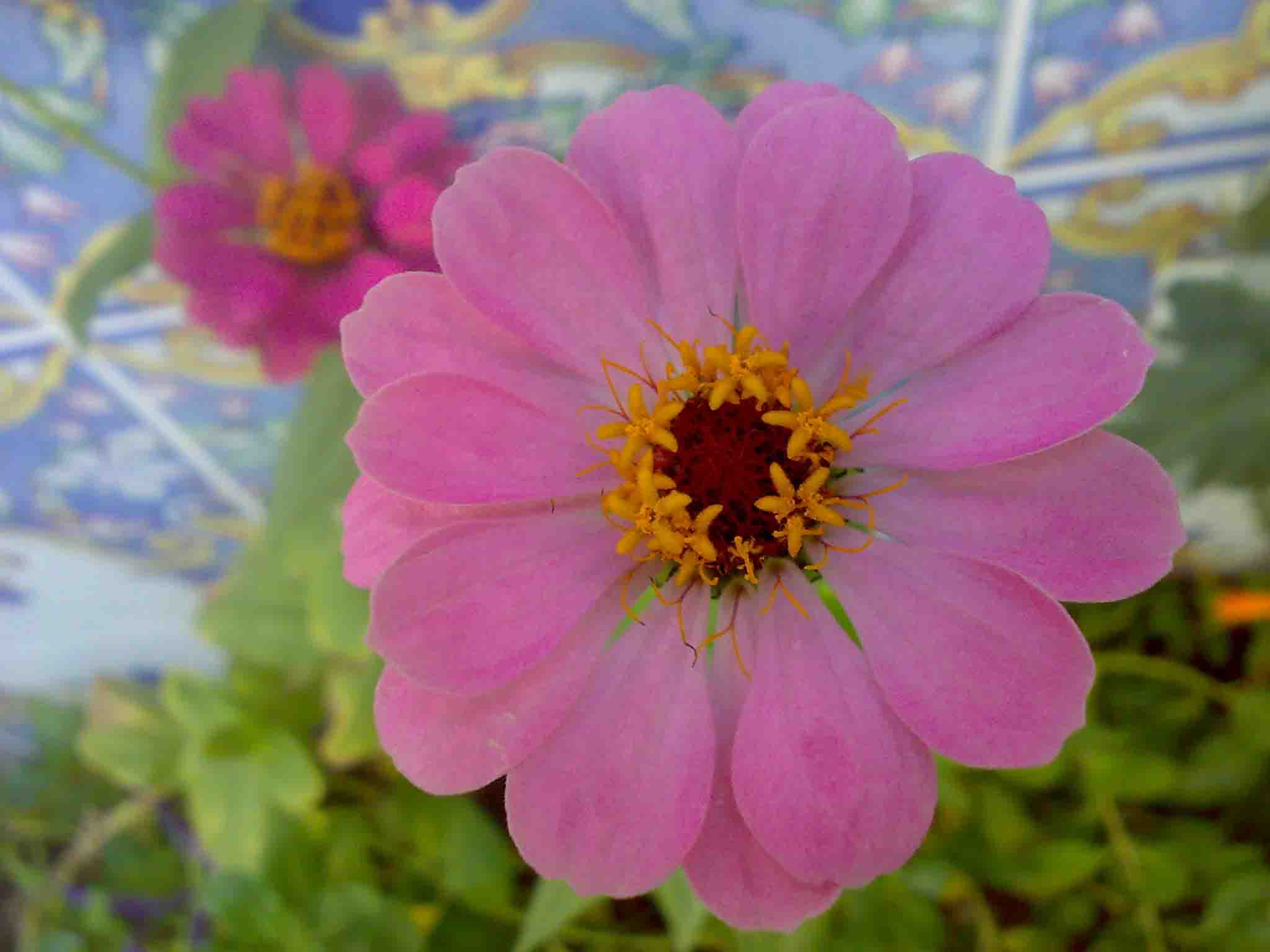 [Foto de planta, jardin, jardineria]