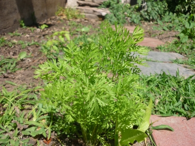 [Foto de planta, jardin, jardineria]