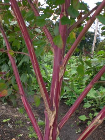 [Foto de planta, jardin, jardineria]