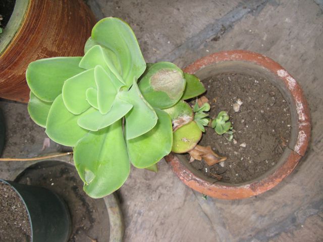 [Foto de planta, jardin, jardineria]
