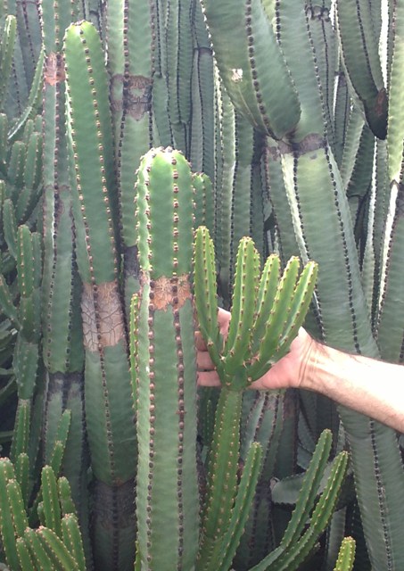 [Foto de planta, jardin, jardineria]