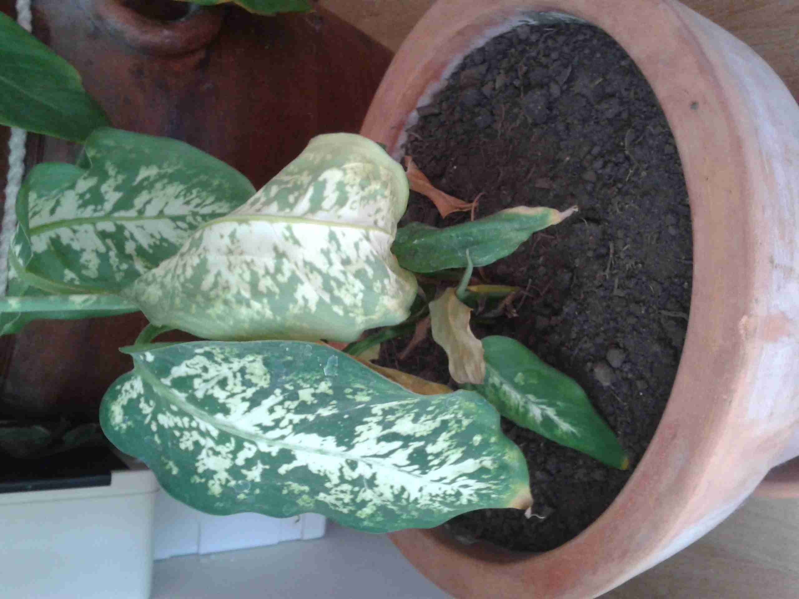 [Foto de planta, jardin, jardineria]