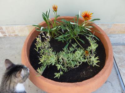 [Foto de planta, jardin, jardineria]