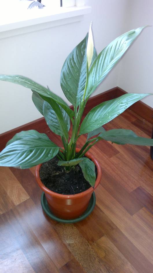 [Foto de planta, jardin, jardineria]