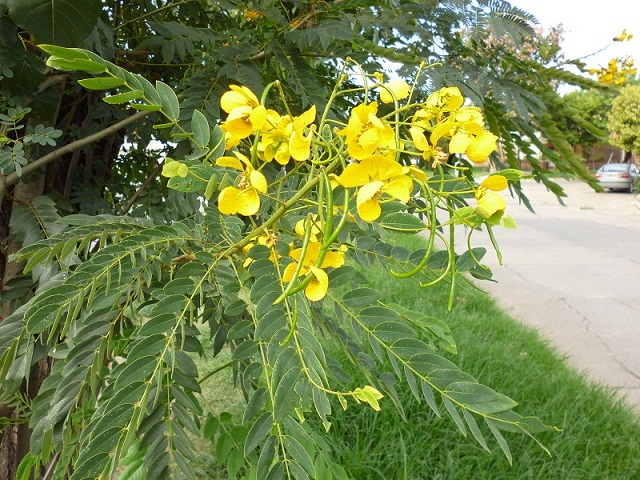 [Foto de planta, jardin, jardineria]