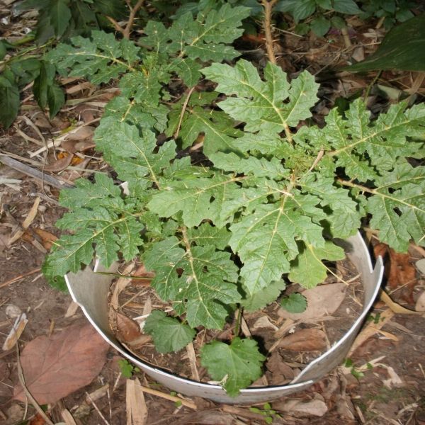 [Foto de planta, jardin, jardineria]