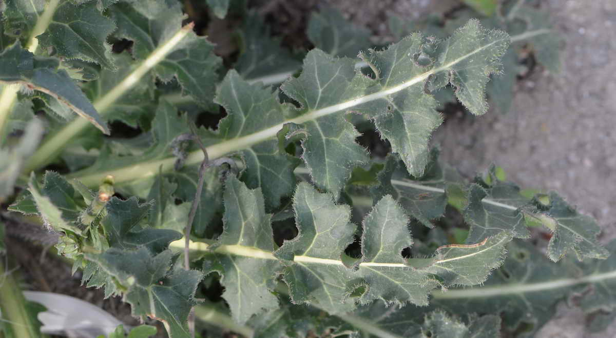 [Foto de planta, jardin, jardineria]