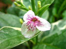 [Foto de planta, jardin, jardineria]