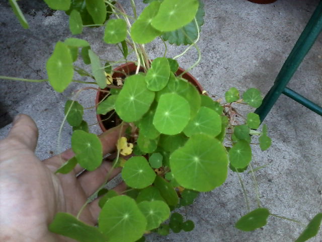 [Foto de planta, jardin, jardineria]