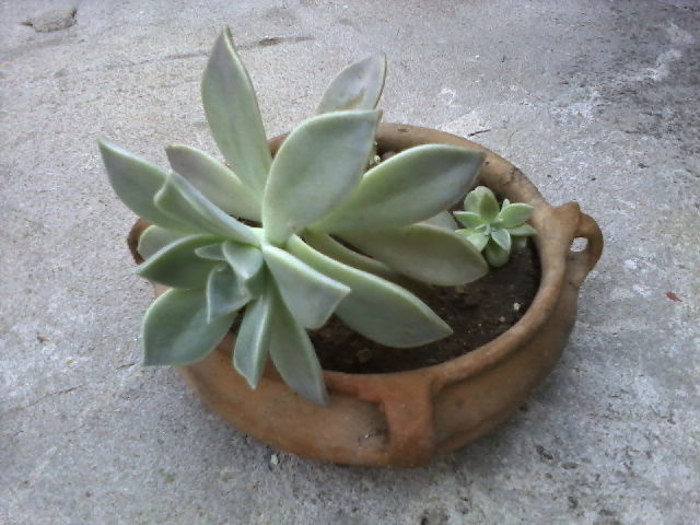 [Foto de planta, jardin, jardineria]
