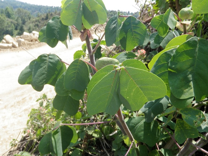 [Foto de planta, jardin, jardineria]