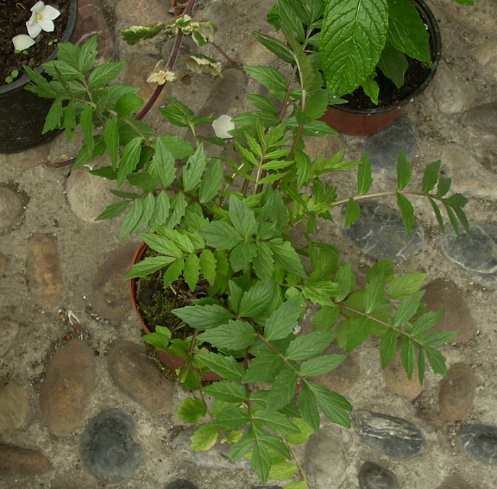 [Foto de planta, jardin, jardineria]