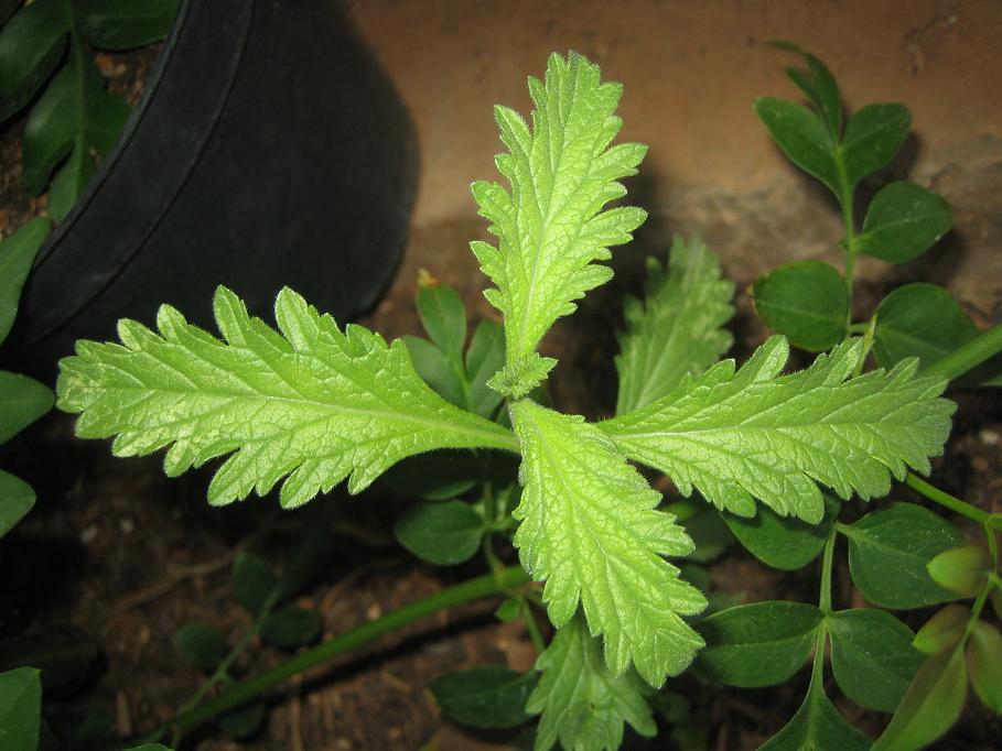 [Foto de planta, jardin, jardineria]