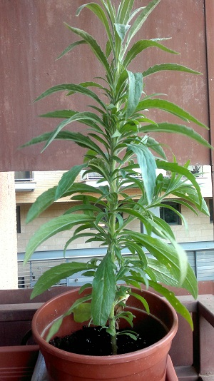 [Foto de planta, jardin, jardineria]