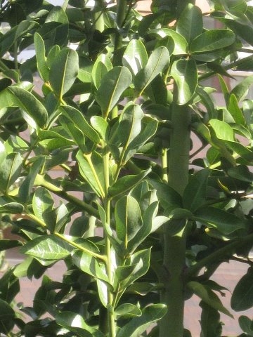 [Foto de planta, jardin, jardineria]