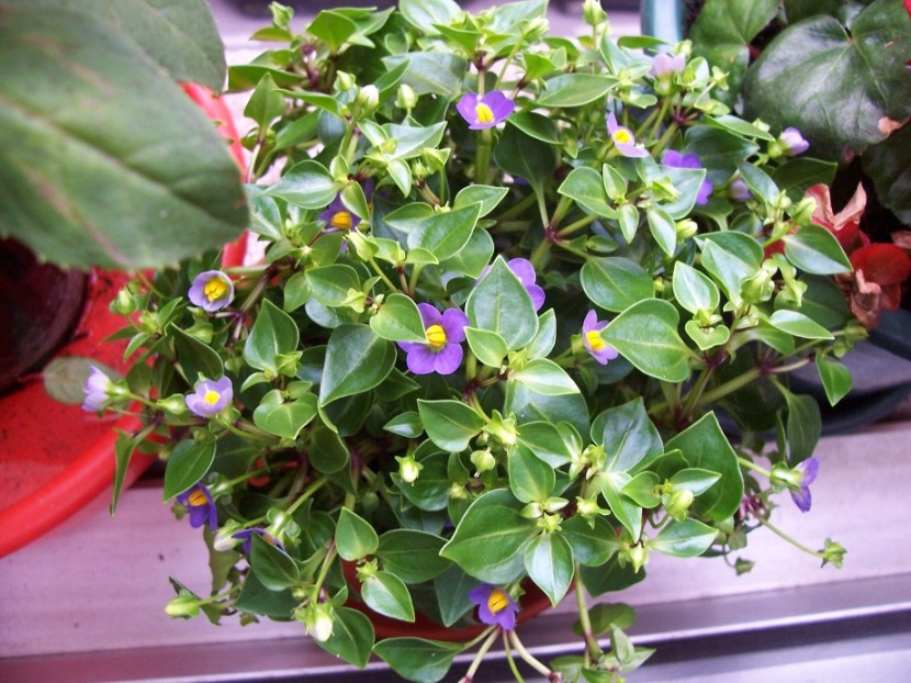 [Foto de planta, jardin, jardineria]