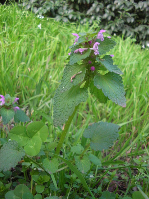 [Foto de planta, jardin, jardineria]