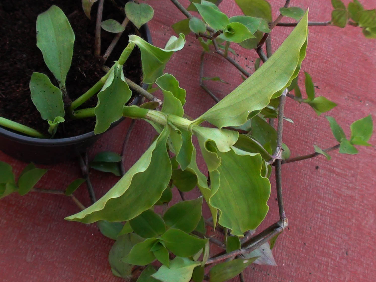 [Foto de planta, jardin, jardineria]