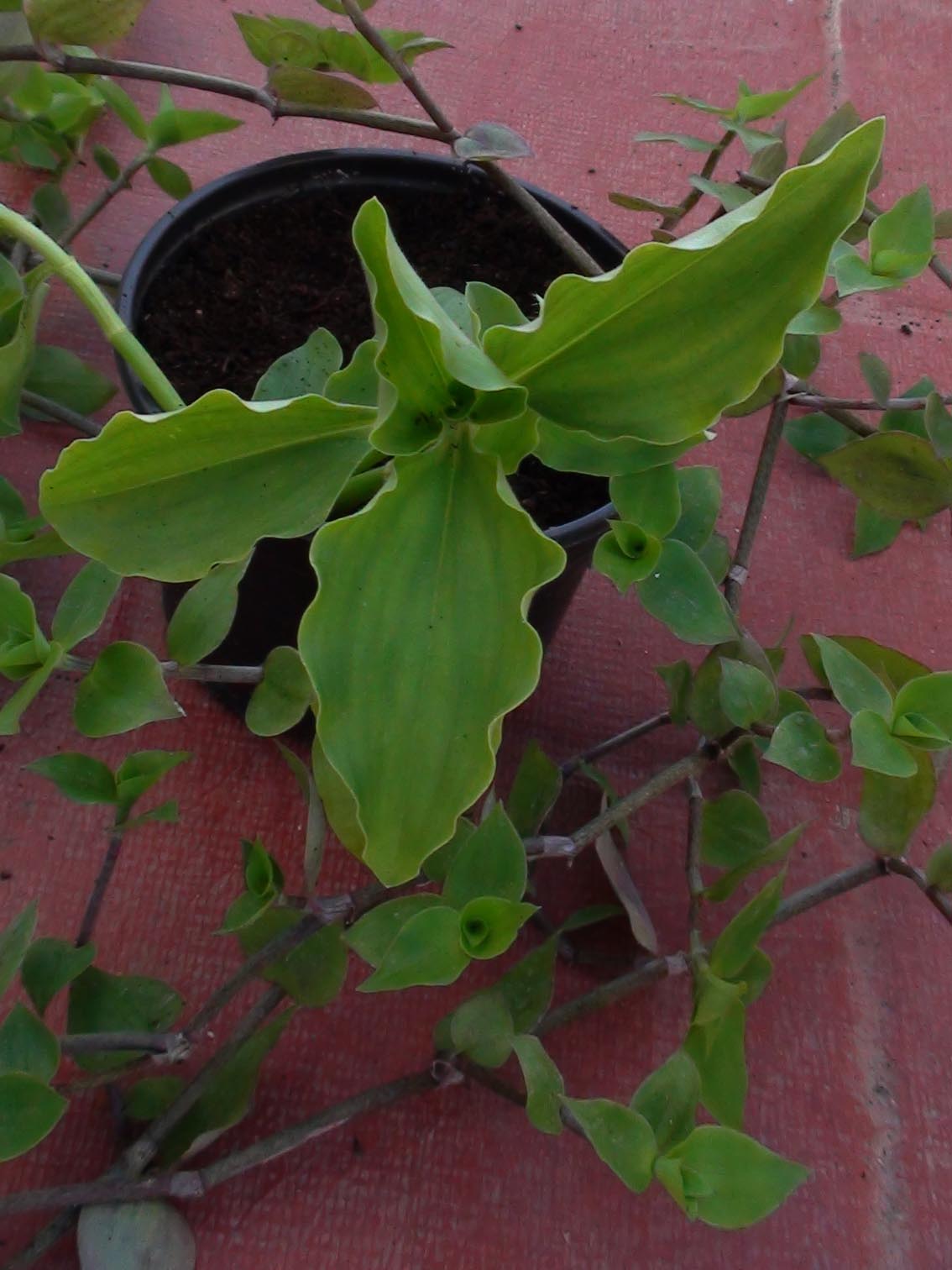 [Foto de planta, jardin, jardineria]