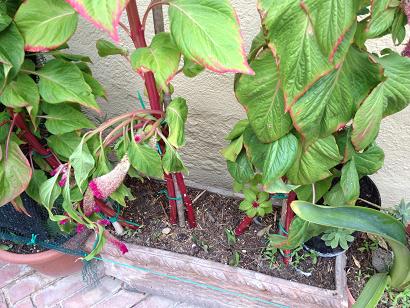 [Foto de planta, jardin, jardineria]