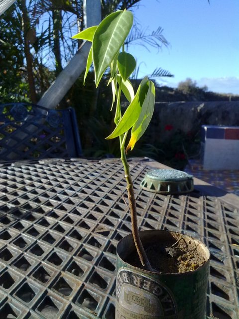 [Foto de planta, jardin, jardineria]