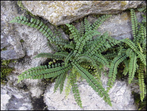 [Foto de planta, jardin, jardineria]