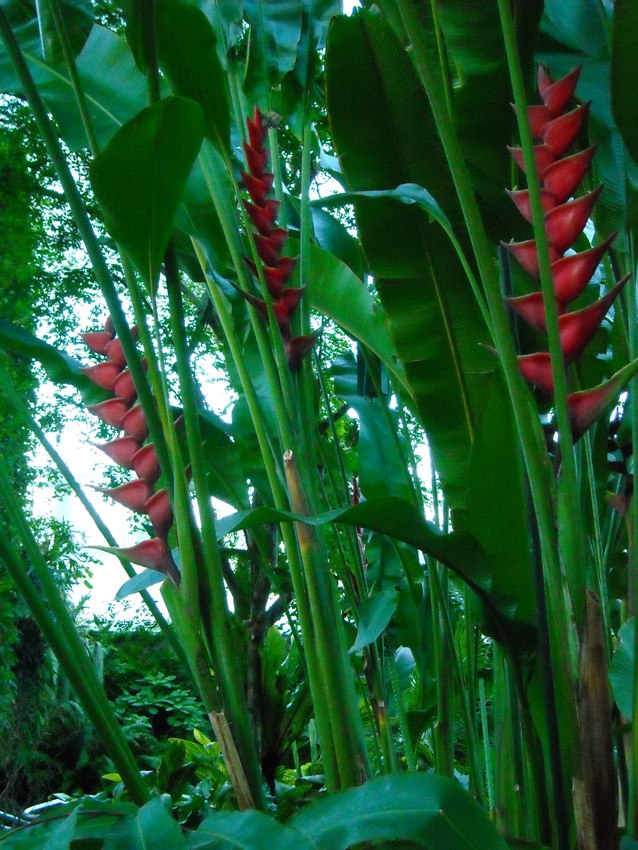 [Foto de planta, jardin, jardineria]